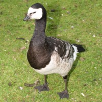 Barnacle Goose